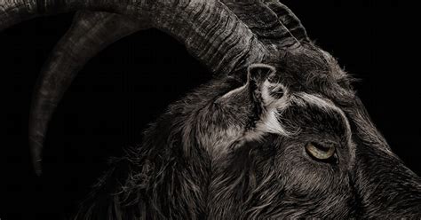 Black Phillip The Goat Is Back In It Comes At Night