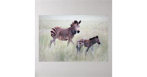 Zebra Mom And Baby Poster Zazzle