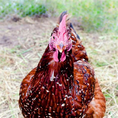 Speckled Sussex Chickens Is This Breed Right For You