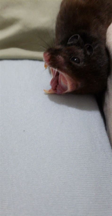 Psbattle Yawning Hamster Photoshopbattles