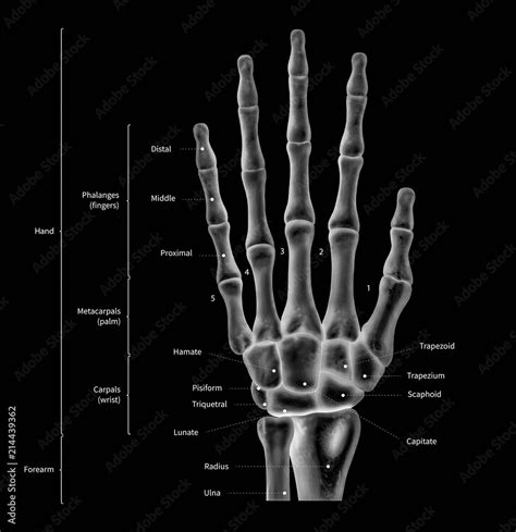 Infographic Diagram Of Human Hand Bone Anatomy System Anterior View 3d