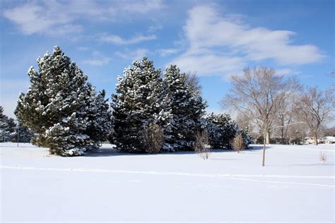 Snowy Winter Trees With Blue Sky Picture Free Photograph