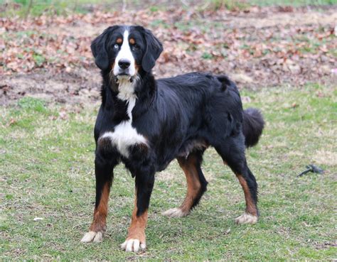 Akc Registered Bernese Mountain Dog For Sale Millersburg Oh Female C