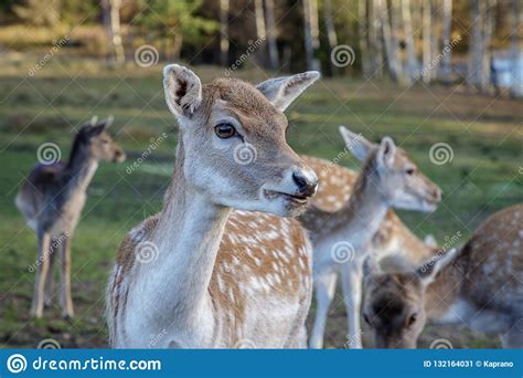Beautiful Doe In The Meadow Stock Image Image Of Grass Hunting