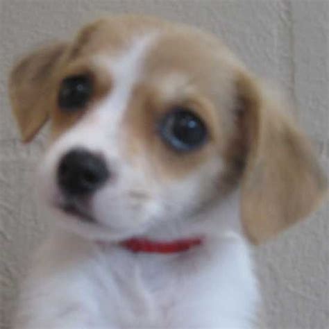 All dogs in san diego county must be licensed. Papillon beagle mix Dog Adoption San Diego - Adopt A Dog ...