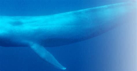 Antarctic Blue Whales And Fin Whales Acoustic Program — Australian
