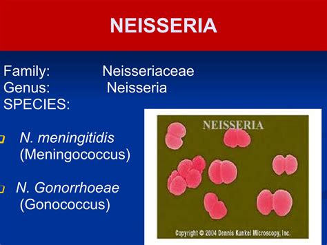 Solution Gram Negative Cocci Neisseria Studypool