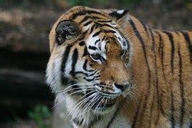 無料の写真 虎 シベリアトラ 虎の反射 水中で 哺乳動物 肉食動物 Pixabayの無料画像 1546802