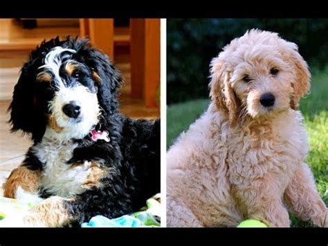 Below are our currently available bernese mountain dog and bernedoodle puppies. Bernedoodle vs Goldendoodle Puppies and Full Grown Dogs ...