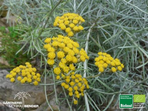 Currykraut wird am besten ende april geschnitten. Currykraut | Helichrysum italicum 'Silbernadel' | Bioland ...
