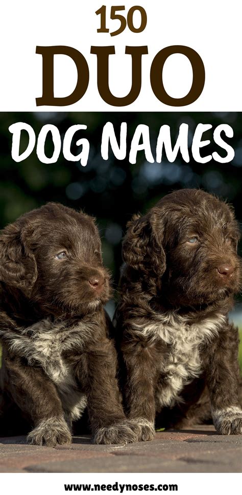 150 Duo Dog Names For Your Pet Pair Dog Names Pet Names For Dogs