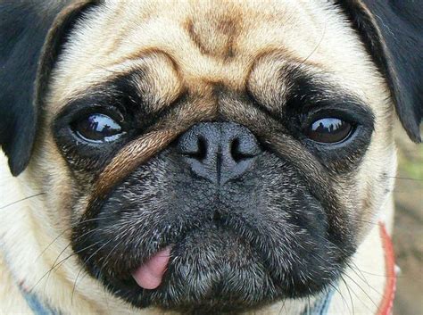 You can estimate any uber route from or. 39 Dogs Who Will Make You Question Evolution | Cute pugs ...
