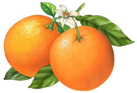 Botanical Illustration Of Two Whole Oranges On A Branch With Leaves And