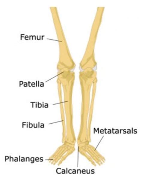 Learn The Bones Of The Human Body For Kids Hubpages