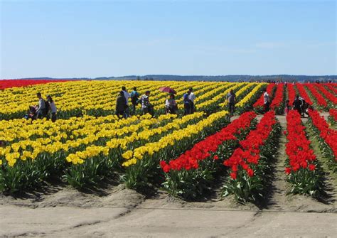 Tulip Fields In Washington State By Moments Of Delightanne Reeves