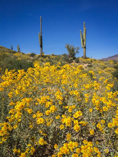 2016 Wildflowers In Arizona Arizona Photography Wild Flowers