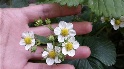 When it's too high, they may develop rot. Strawberries Grow In Organic Way | Best Organic Fertilizer ...