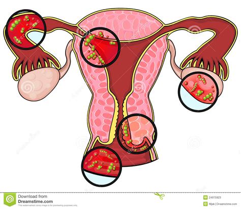 Clipart Reproductive System Clipground
