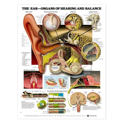 The Ear Organs Of Hearing And Balance Anatomical Chart 20 X 26