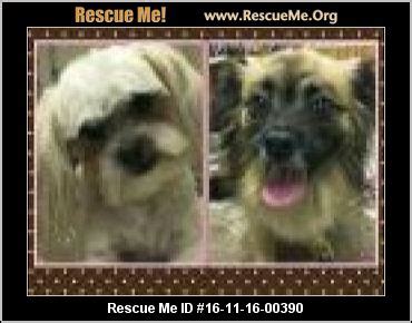 We recently have rescued her from her owners. California Havanese Rescue ― ADOPTIONS ― RescueMe.Org