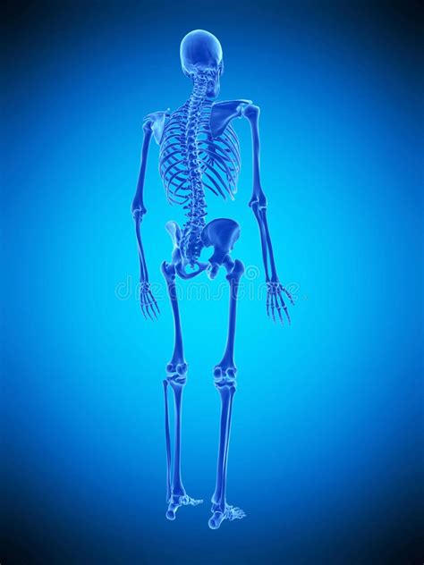 The Human Skeleton Stock Illustration Illustration Of Biology 73212324
