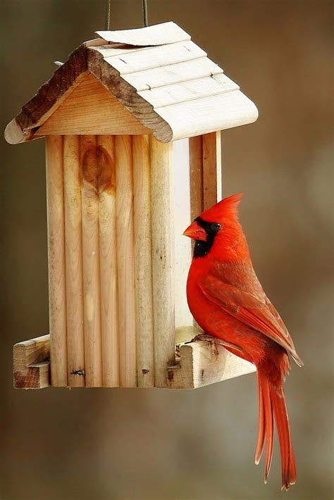 The Cardinal Bird Feeder What Works Best Best Bird Feeders
