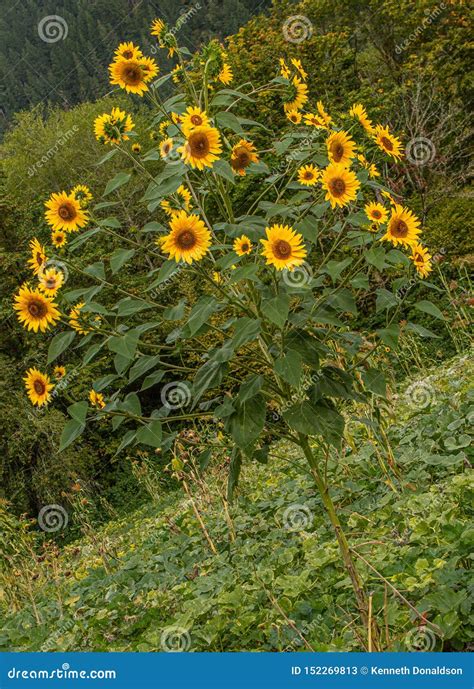 Sunflower Tree On Roadside In Washington Stock Image Image Of