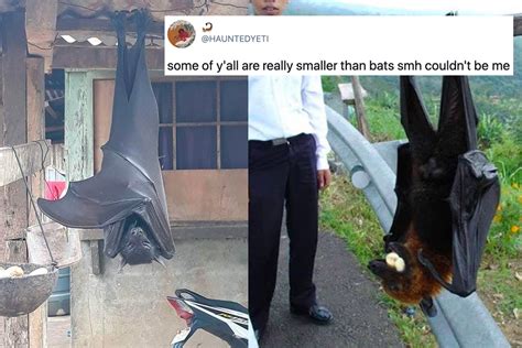Human Sized Bat People Are Losing It Over The Philippines Huge Bats