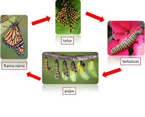 Butterfly metamorphosis shot with iphone 4s | iphone films ep1. Dunia Sains Dan Teknologi: Kitar Hidup Rama-rama