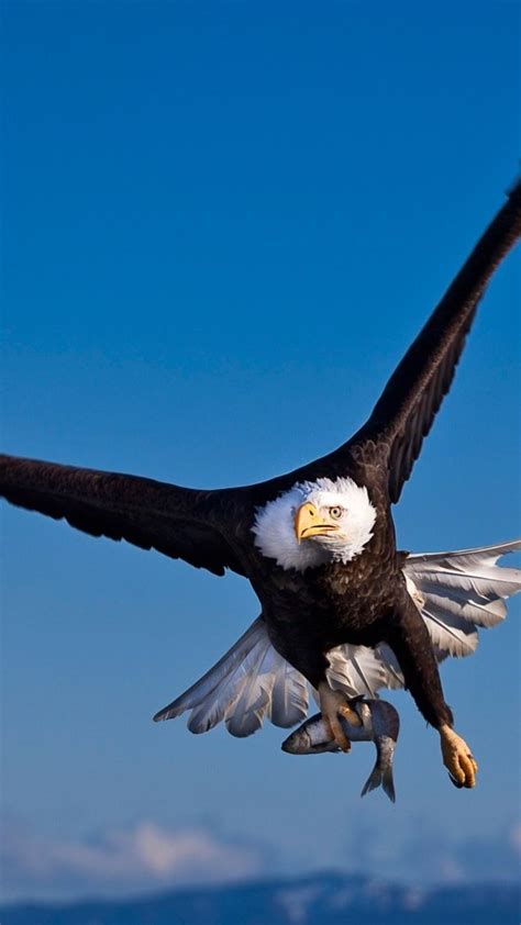 Flying Eagle. Live Wallpapers for Android - APK Download