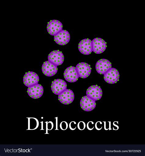 Diplococci Structure Bacteria Diplococcus Vector Image