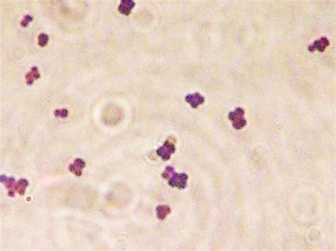 Gram Positive Cocci In Tetrads Micrococcus Spp Micrococ Flickr