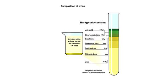 Explain The Composition Of Urine