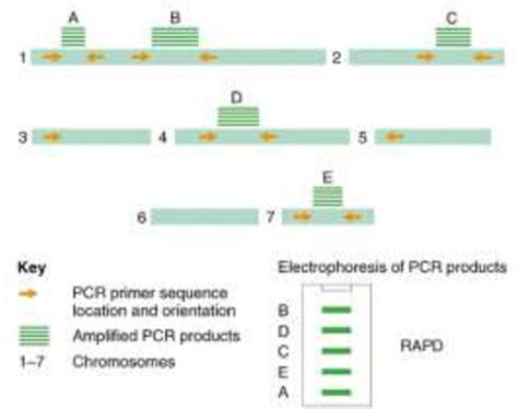 Figure 1 From Random Amplified Polymorphic Dna Rapd Markers And Its