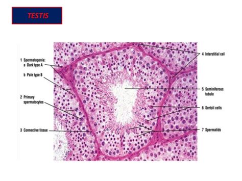 Dose Dependent Effect Of Deltamethrin On Histology Of Free N
