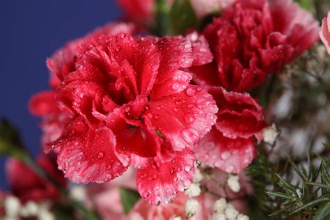 786995 4k Carnations Closeup Pink Color Drops Rare Gallery Hd