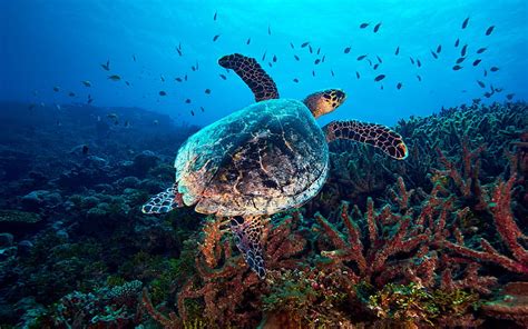 2k Free Download Turtle Under Water Underwater World Coral Fish