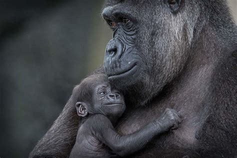 Newborn Baby Gorilla And Mom