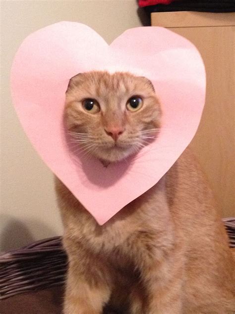 Valentines Day Ginger Cat Valentines Day Cat Cat Valentine Cat Toys