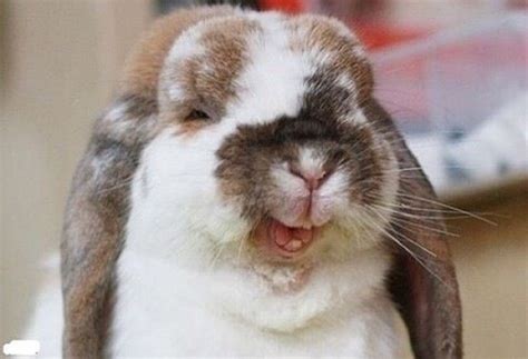 Funny Rabbit Face