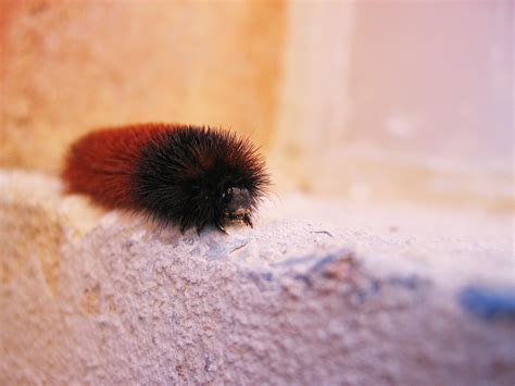Wallpaper Insect Furry Caterpillar Animal Eye Surface Fauna