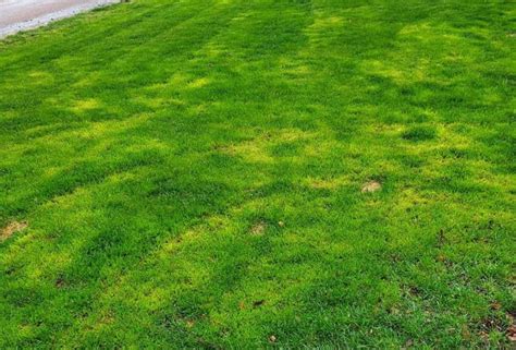 Grass Turning Yellow Causes Fixes To Turn It Green Lawn Model
