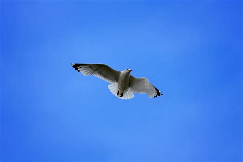 Seagull In Blue Sky Free Stock Photo Public Domain Pictures