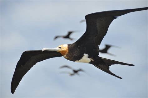 A Roller Coaster In The Sky For Frigatebirds The New York Times