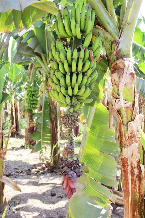 Ripening Fruit Of Banana On The Palm Tree Stock Image Image Of Crop