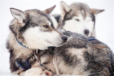 By america's favorite vet · grain free · quality ingredients What is the Best Dog Food for Siberian Huskies?
