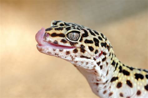 Different Types Of Geckos For Pets Pets Retro