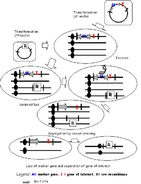 Advanced uses of cre lox and flp frt a neuroscientist s view. Site-specific recombination system ( Cre/ lox ) of ...