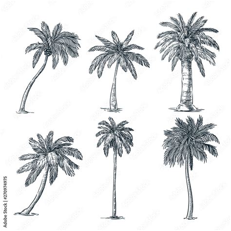 Tropical Coconut Palm Trees Set Vector Sketch Illustration Hand Drawn
