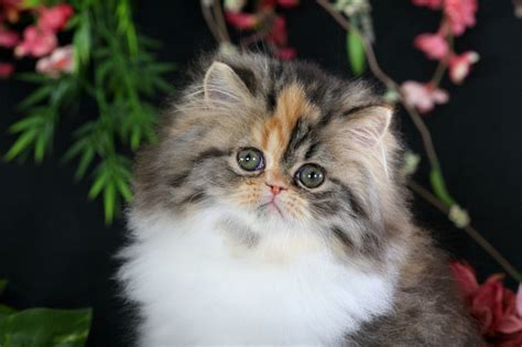 Calico Kittenspre Loved Persian Kittens For Sale 660 292 2222